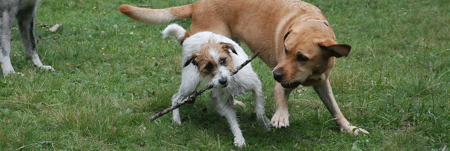 Ambulatorio Veterinario Torino 