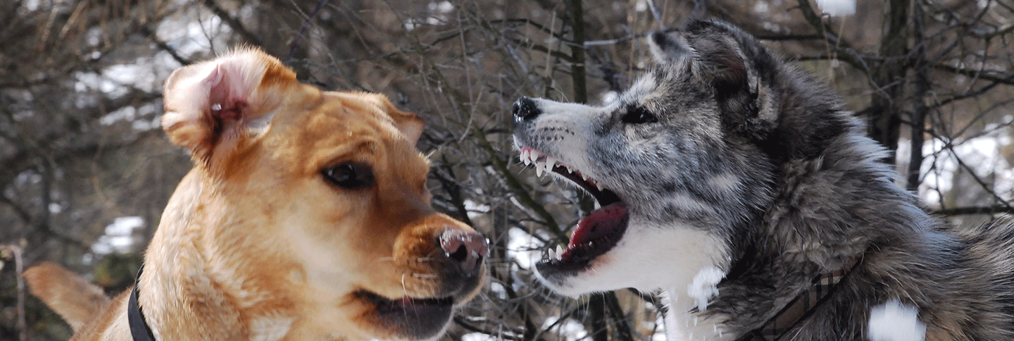 Ambulatorio Veterinario Torino 